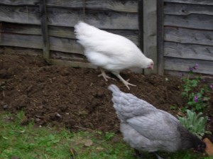 The girls loved scratching arond in the new flower bed