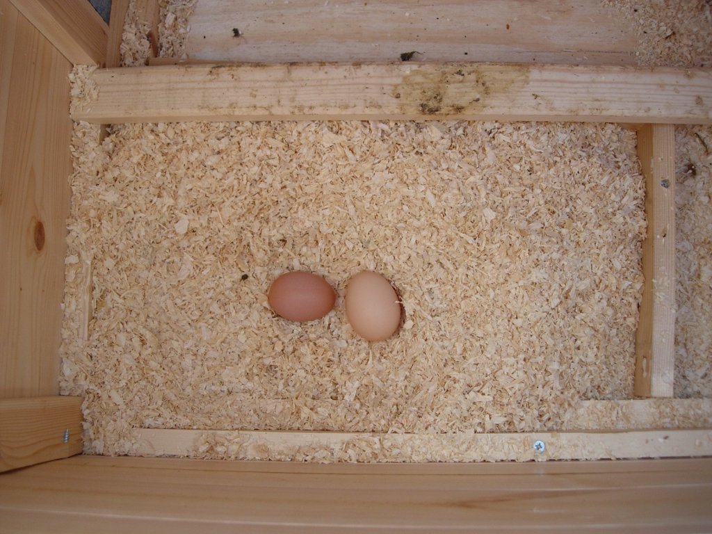 Eggs in the nest area