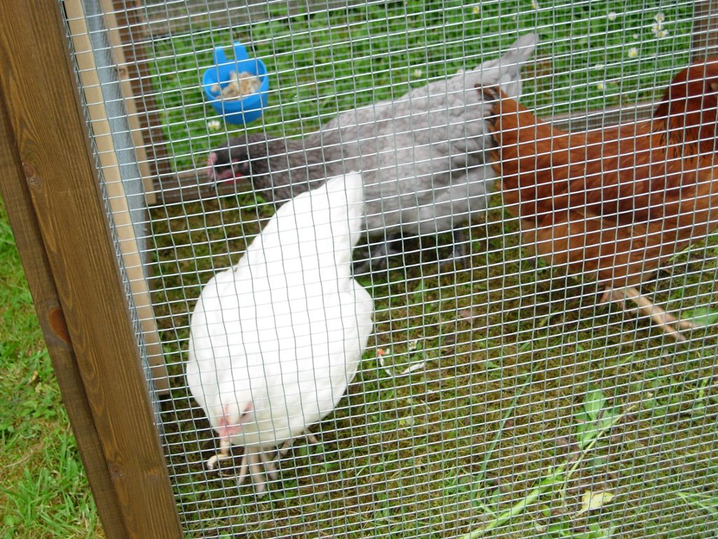 The chickens chased each other around the pen trying to get the bugs
