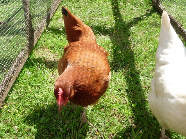 I think the chickens enjoyed the grass when I moved the run