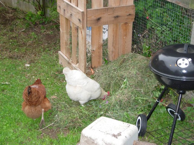 Chickens love piles of stuff, but they wont be piles once the chickens have finished with them!