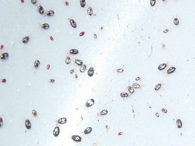 A close up of the parasites