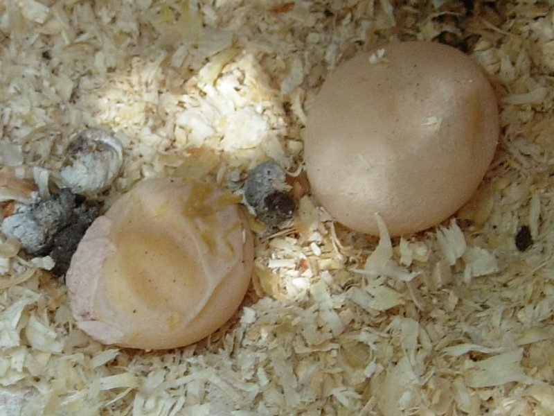 Soft Shelled Eggs