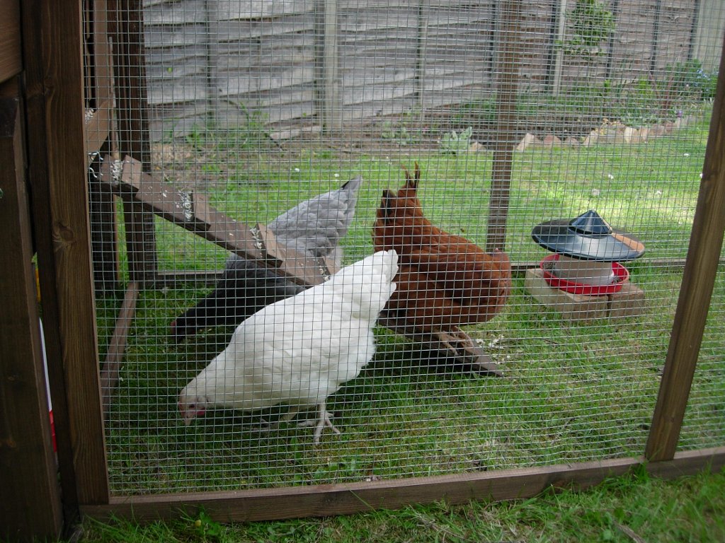 The Chickens Finally Leave the Coop