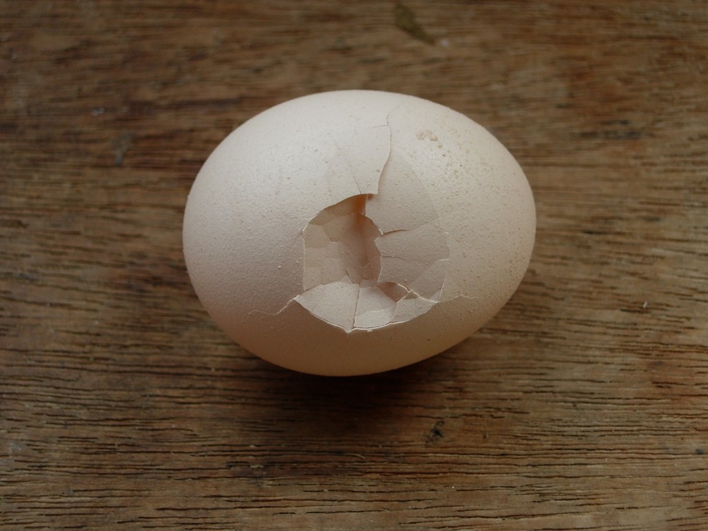 Yesterdays egg cracked when it hit the floor