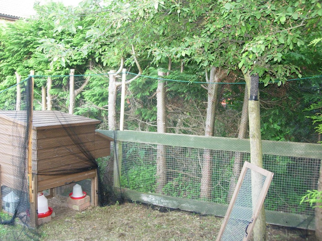 I have added netting up the back of the coop and along the fence at the side of the enclosure