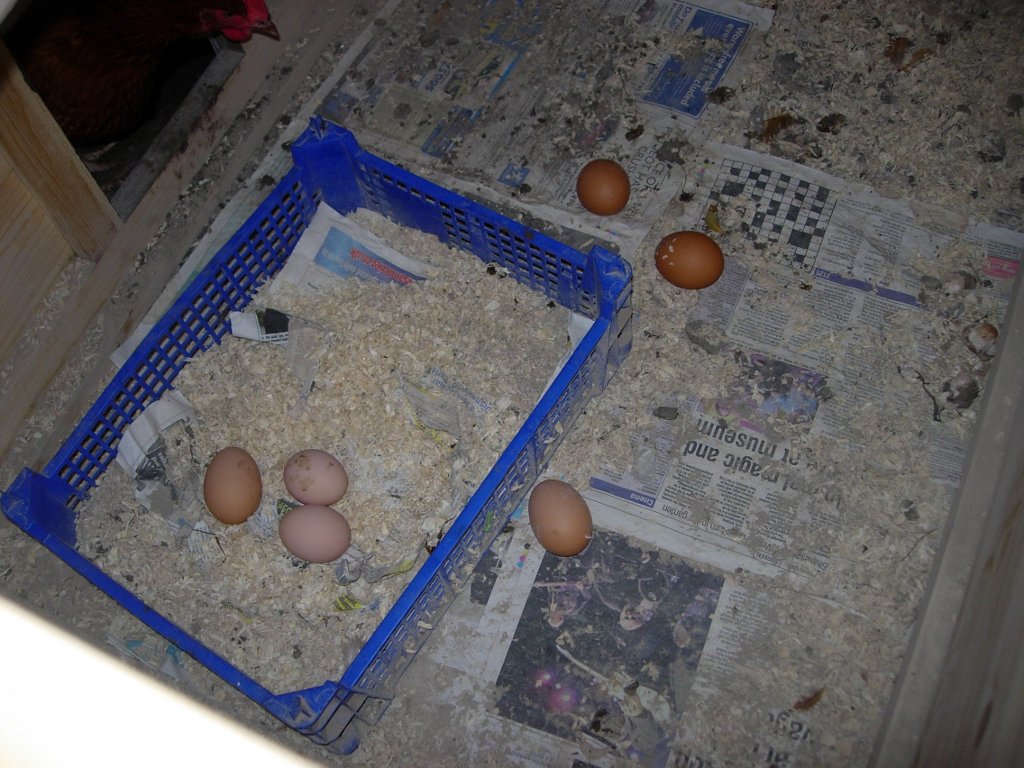 The chickens have decided they dont like the nest box after all...
