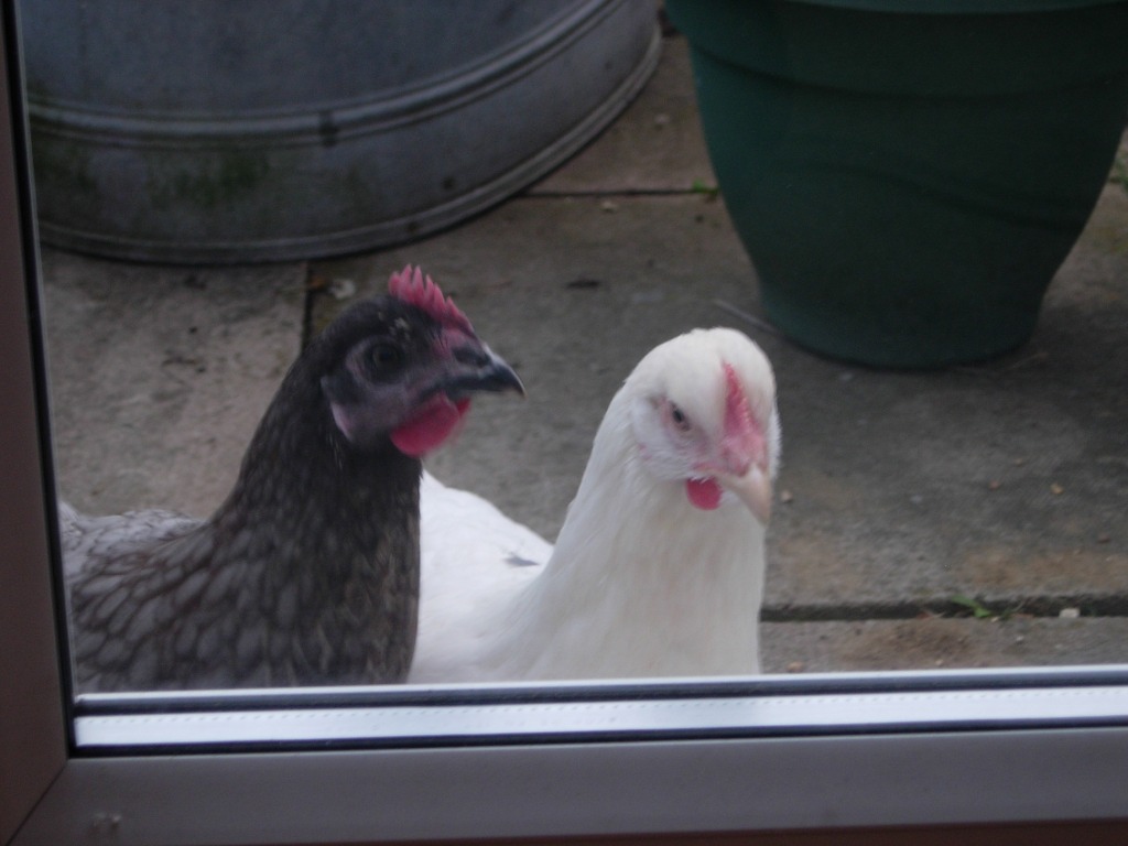 The chickens were pecking at the window trying to eat a speck of dirt