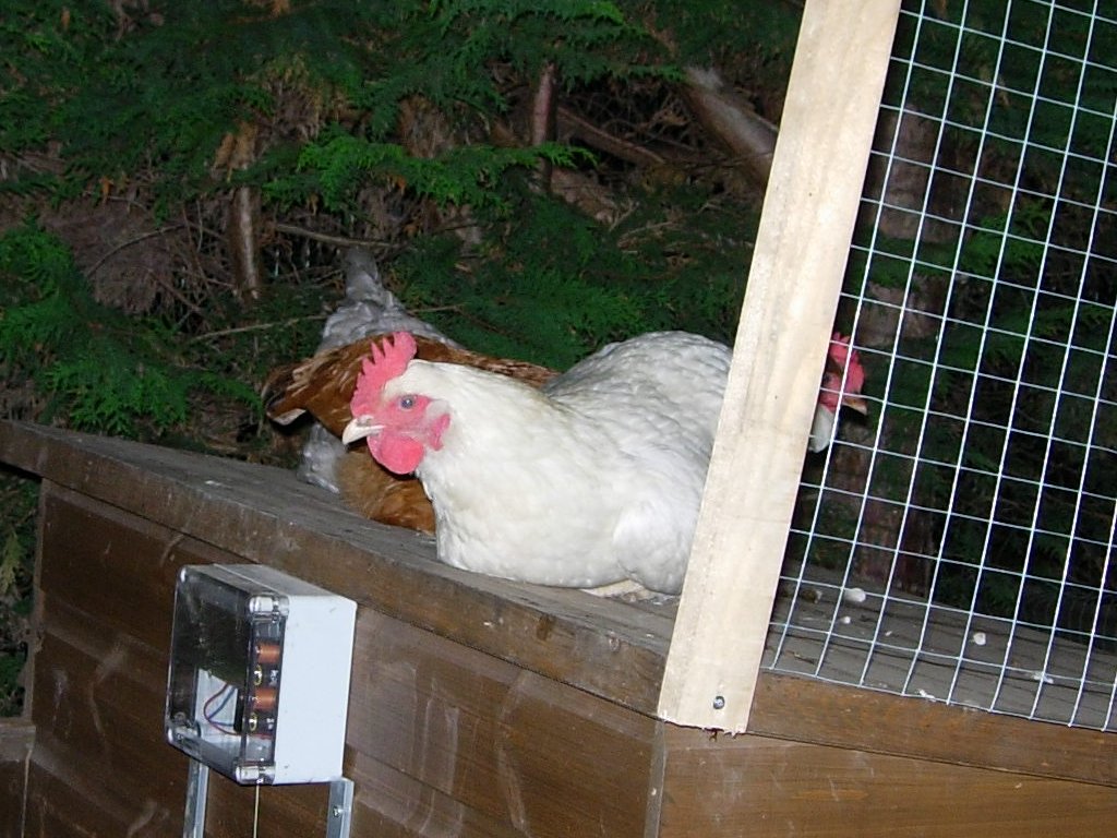 Sleeping Rough The chickens actually looked quite cute huddled together on the roof